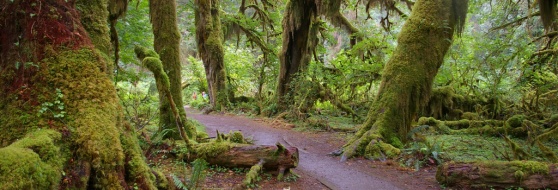 Forks_WA_Hoh_National_Forest_Trail